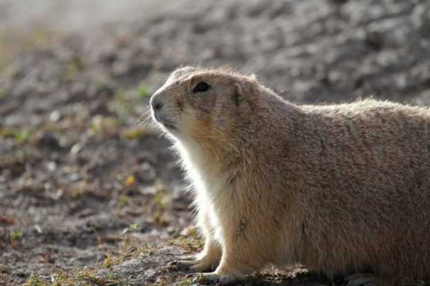Webinar — Solving Conflicts with Prairie Dogs — HSUS