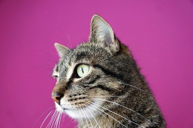 Online Course – 7/9/21 to 7/11/21 – Feline techniques: How I manage common problems. Live from San Diego – IVS (fee applies)