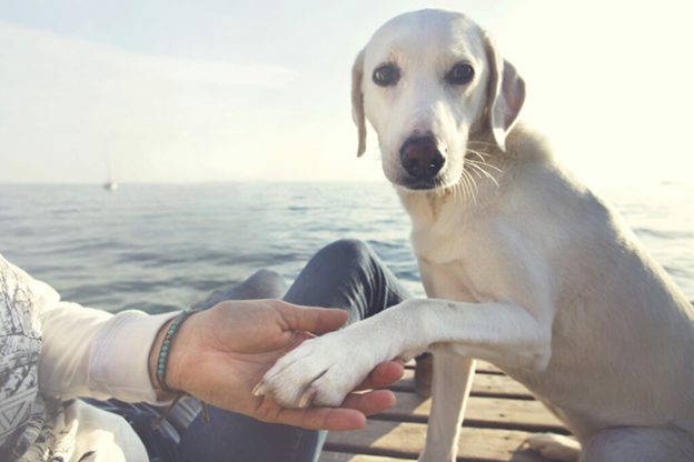 Online Course – Starts 9/22/21 – Stress and the Animal in Front of You: The Impact of Stress on Behavior – IAABC (fee applies)