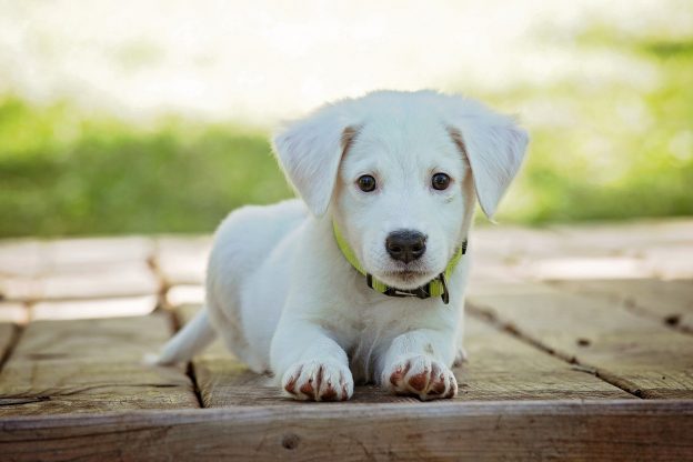 Webinar – 7/29/21 – Why is My Puppy Limping? A Common-Sense Approach to Juvenile Canine Orthopedic Diseases – VETGirl (fee applies)
