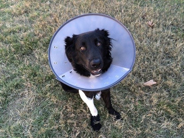 Webinar – 7/28/21 – Stress, Recuperation Rates and Elizabethan Collars – Let’s Smash the ‘Cone of Shame’ and Replace it with the ‘Sunflower Shield’ – PPG (fee applies)