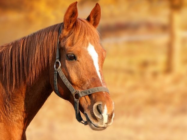Webinar – 8/19/21 – The Roundtable: Supporting Equines Through Adoption and Safety Net Programming – The AAWA