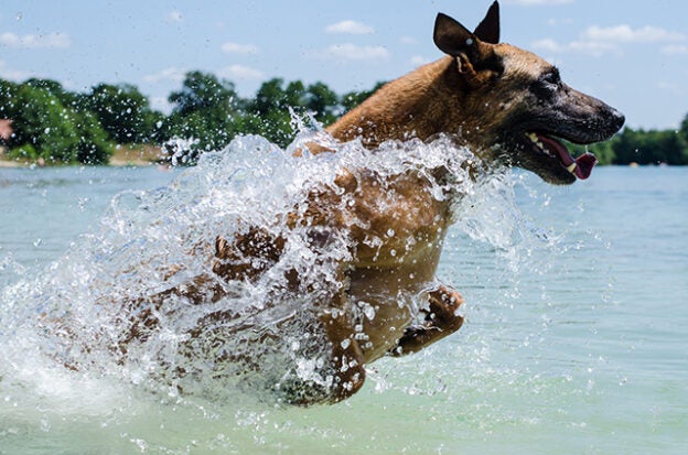 Webinar – 8/24/21 – Canine Leptospirosis: How Beneficial (or Concerning?) is Lepto Vaccination to You, Your Patient, or the Owner? – VETGirl