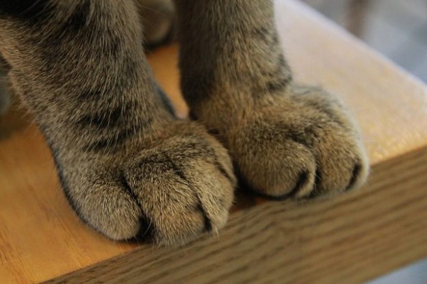 Webinar – 7/15/21 – Understanding Declaw Trauma: A Pain, Biomechanical, and Bioethical Perspective – Fear Free