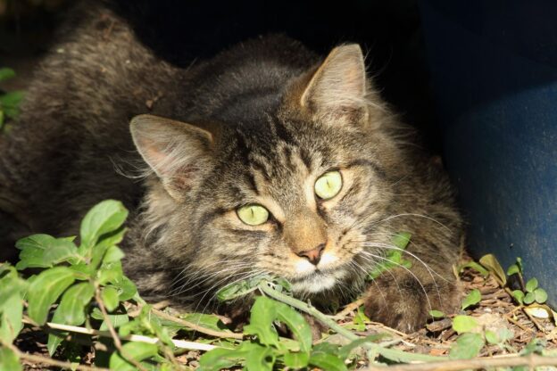 Webinar – 8/18/21 – Language That Harms Cats – MCC and Maddie’s Fund