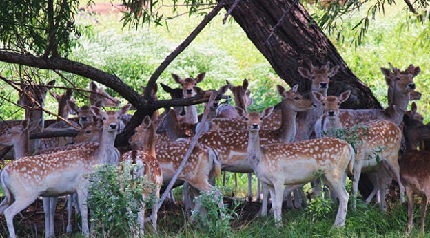 Webinar – 9/15/21 – The Role of Veterinarians in the Emerging Field of Wildlife Fertility Control – HSVMA