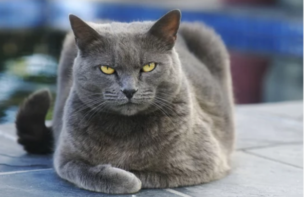 Online Course – Starts 5/1/23 – Feline Behavior Solutions: Teaching Foundation Behaviors for Modifying Behavior – IAABC (fee applies)