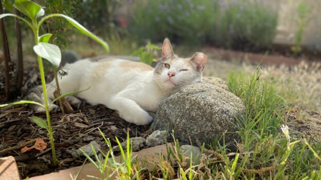 It Takes a Community to Help Cats: Two Webinars Bust Myths and Offer Tips