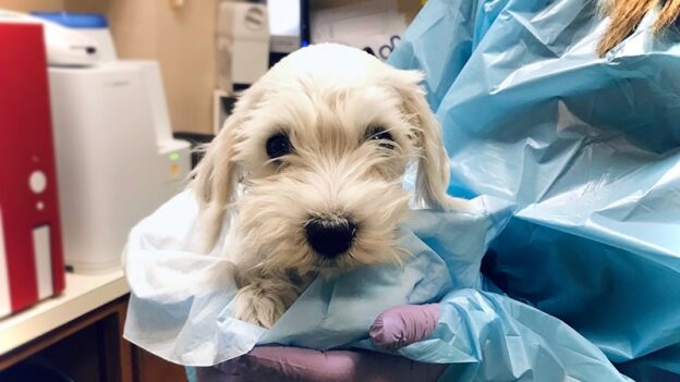 New Edition of Infectious Disease Management in Animal Shelters Available in Paperback