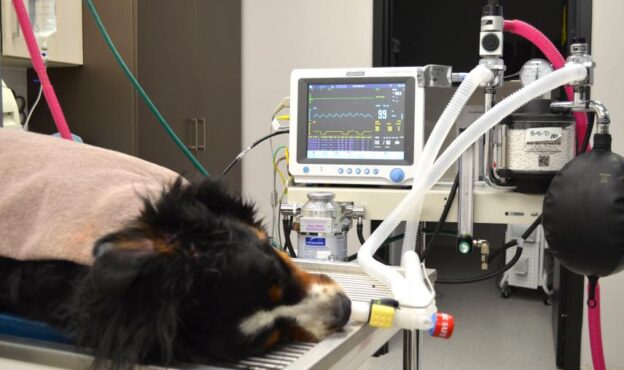 Webinar – 8/20/21 – Reading the Waves of Capnography – Think Anesthesia