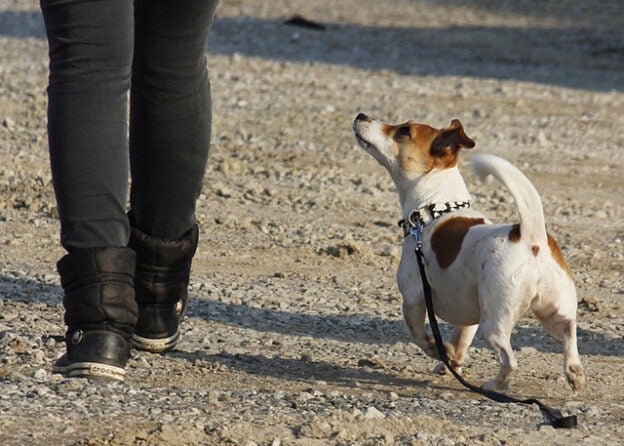 Webinar – 5/25/23 – Walking with Reactive Dogs! – FDSA (fee applies)