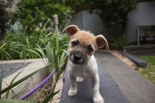 Puppy on leash near garden