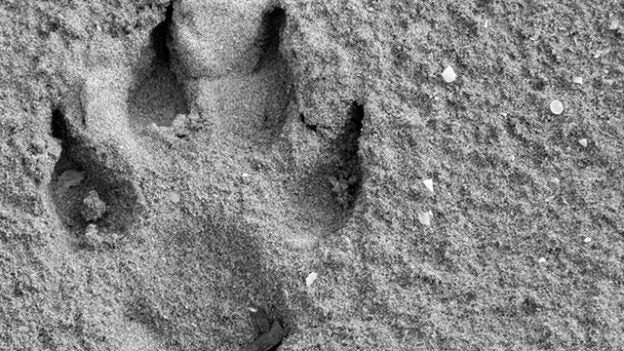 Online Course – Starts 6/3/24 – The Forensics of Aggression: Working With and Evaluating Canine Aggression – IAABC (fee applies)