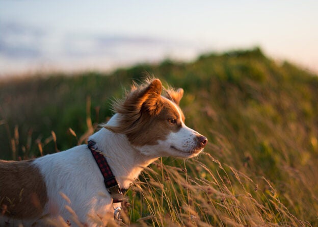 We’re Looking for a Leader