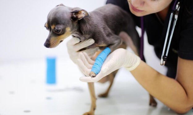 Webinar – 10/22/21 – Beyond the Job: Career Paths for Veterinary Technicians/Nurses – Think Anesthesia