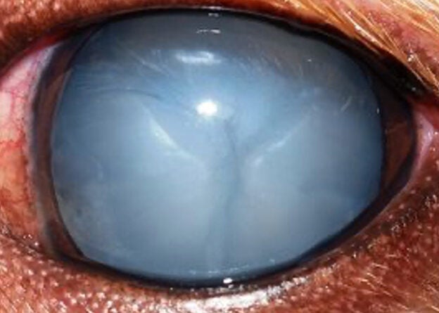 Webinar – 12/9/21 – A Clear View: Management of Cataracts in Dogs & Cats – VETGirl (fee applies)