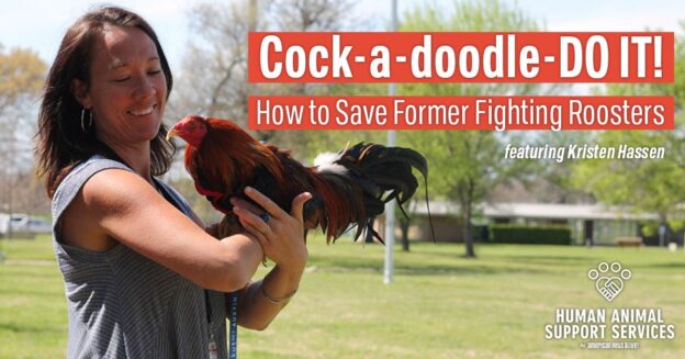 Webinar – 11/16/21 – Cock-a-doodle-DO IT! How to Save Former Fighting Roosters – HASS