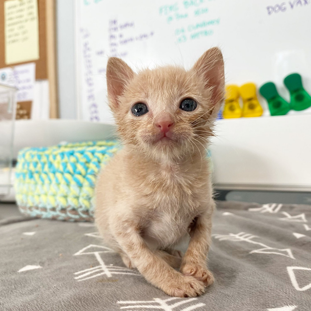 Webinar – 11/3/21 – Kitten Lady Virtual Workshop – Kitten Lady (fee applies)