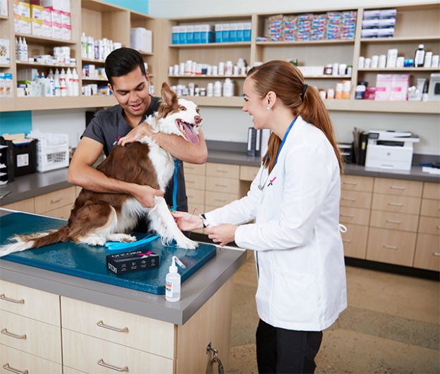 Webinar – 12/12/21 – Can a Blood Test Really Detect Cancer in Dogs? – VETGirl