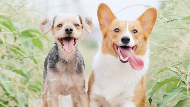 Webinar – 1/20/22 – Small Animal Medicine Mini Boot Camp Series: Diabetes Part 1 – UC Davis School of Veterinary Medicine (fee applies)