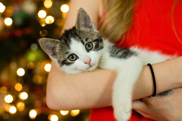 Webinar – 12/1/21 – Webinar: Kitten Safety – Holiday Edition – National Kitten Coalition