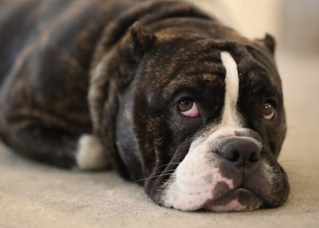 Webinar – 1/27/22 – That Makes Me So Frustrated! Exploring the Concept of Frustration in Dogs – Dog iBox (fee applies)