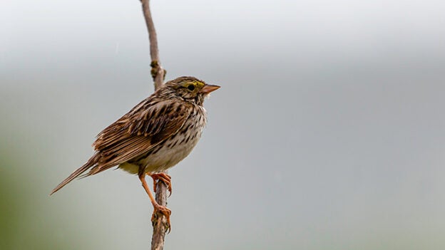 Cats and Birds Can Coexist: Here’s How Shelters Can Help