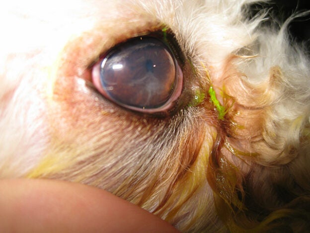 Webinar – 11/23/21 – More Than Meets The Eye: A Guide To Uveitis in Dogs & Cats – VETGirl (fee applies)