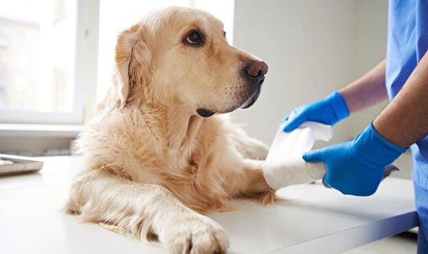 Webinar – 12/10/21 – Understanding Pain and Nociception: Pathway and Assessment – Think Anesthesia