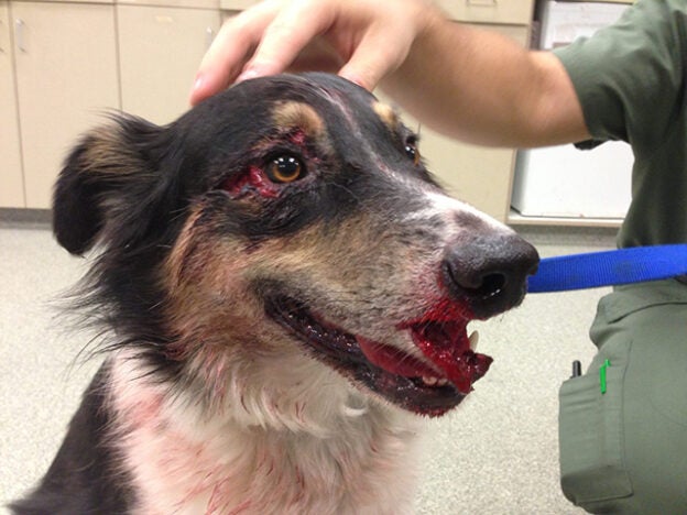 Webinar – 2/3/22 – Case Based, Clinical Approach to Trauma in Small Animal Practice – VETGirl (fee applies)