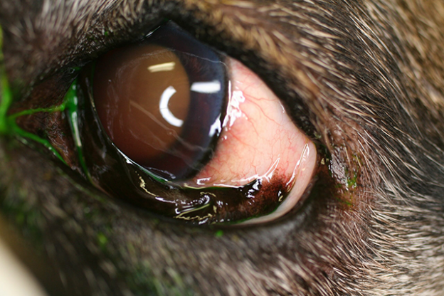 Webinar – 2/22/22 – Beyond the Globe: Orbital Disease in Dogs & Cats – VETGirl (fee applies)