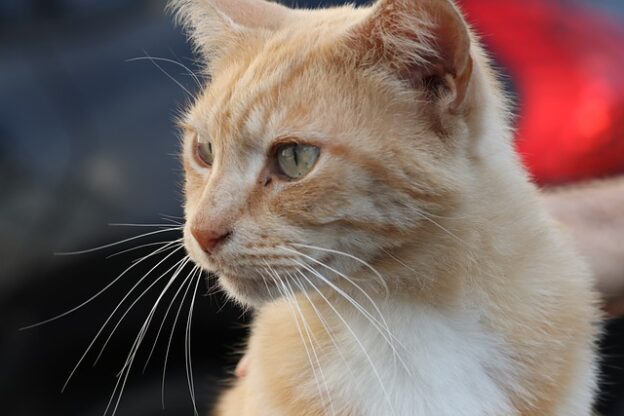 Webinar – 12/16/21 –  Register by 12/15/21 – The Unintended Consequences of Pulling Friendly Community Cats Conference Session – Best Friends