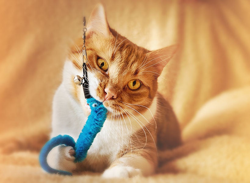 Orange cat chewing on blue toy