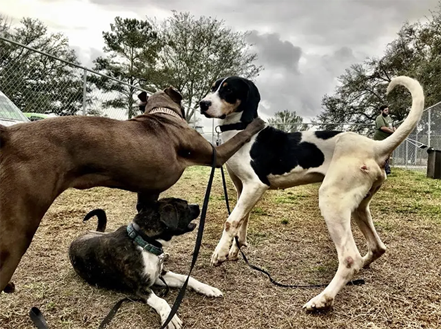 Three dogs play