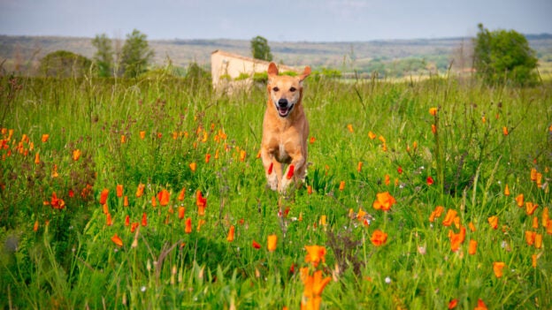 It’s Open Grant Season in California!