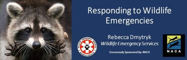 CalAnimals Responding to Wildlife webinar