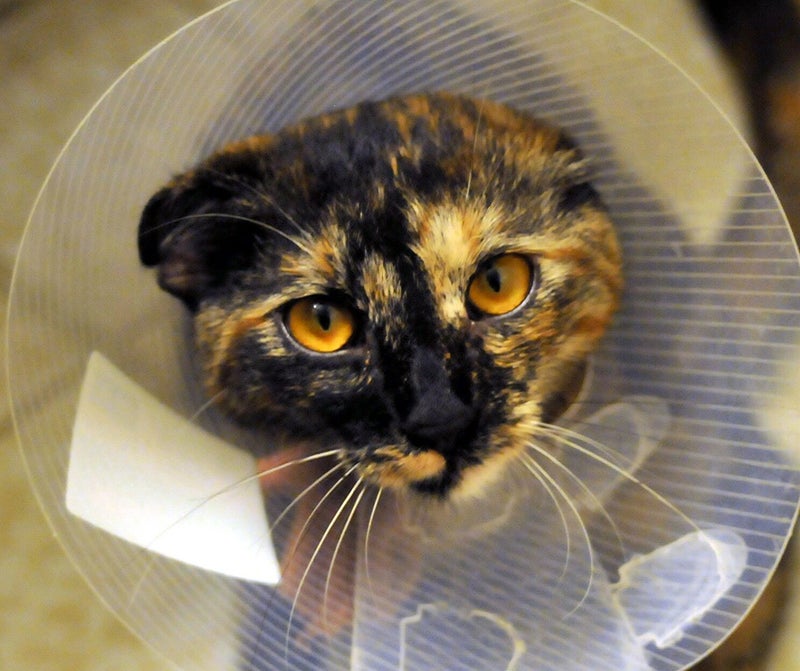 Tortoiseshell cat's face is framed by e-collar