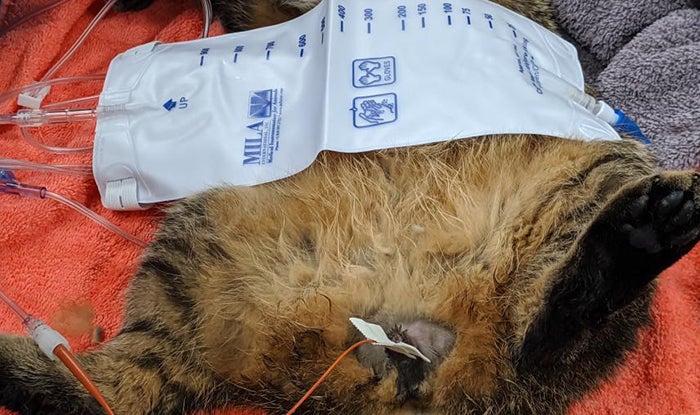 Cat under anesthesia