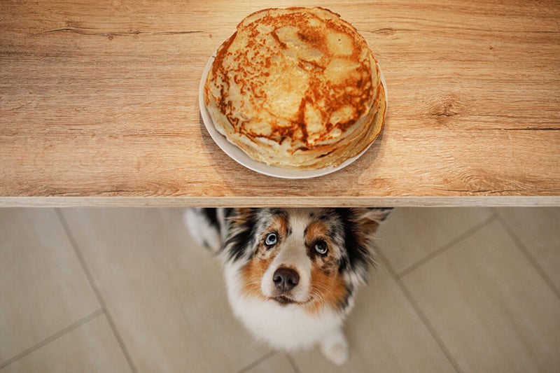 Dog gazes at plate of pancakes