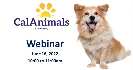 Finder to Foster to Adoption CalAnimals webinar
