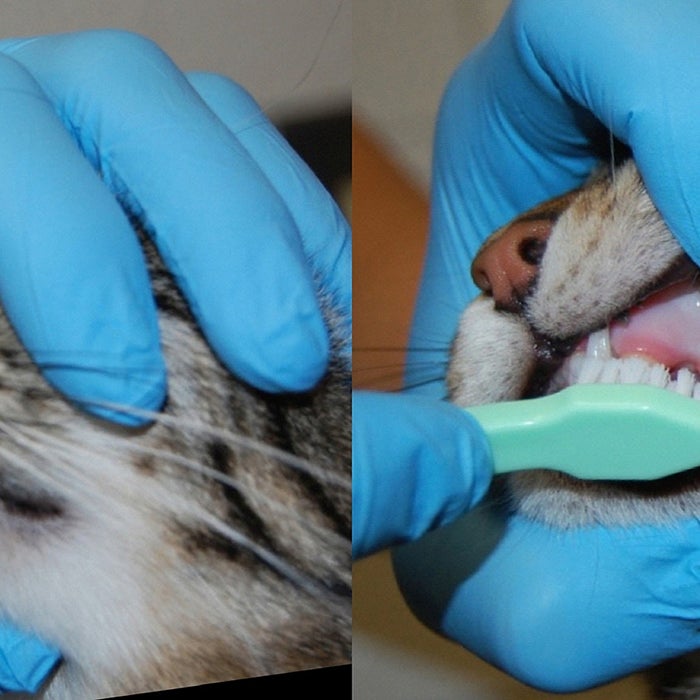 Performing dental cleaning on cat