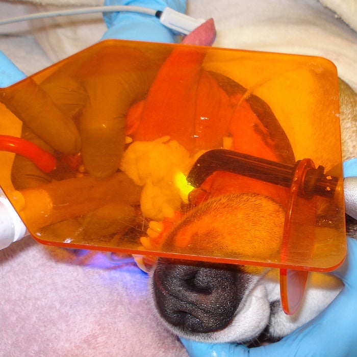 Dog undergoes dental surgery