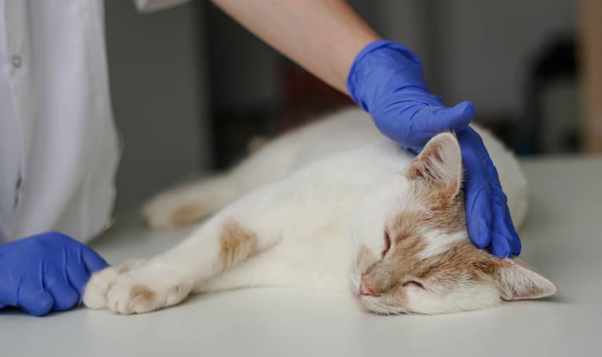 Vet places hand on cat, who lies on an exam table with eyes closed
