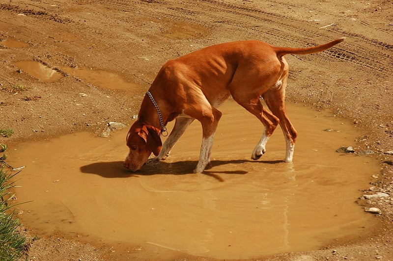 Dog drinks from muddy puddle