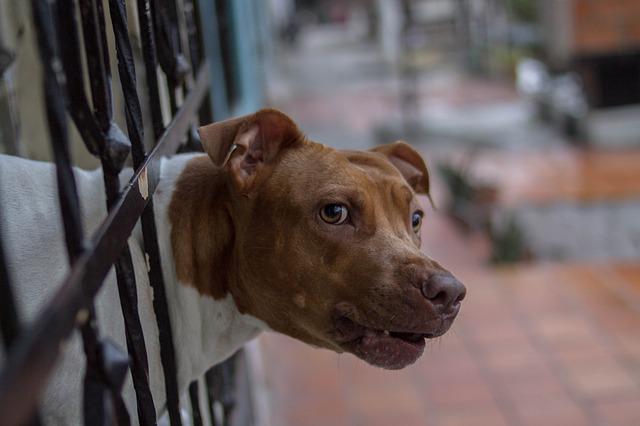 Dog sticks his head through gate to growl