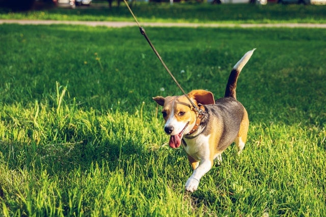 Happy, leashed dog walks through green grass