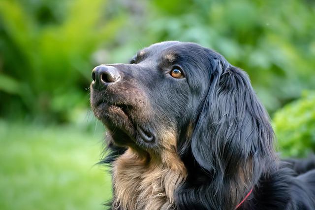 black and brown dog stands at attention