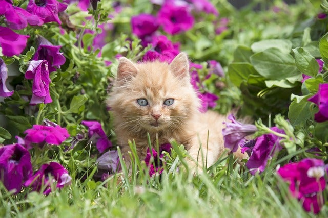 ginger kitten sits in the middle of purple flowers