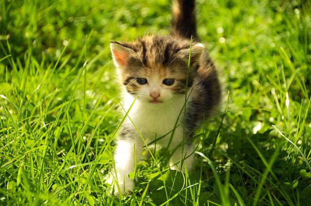Young kitten runs through green grass