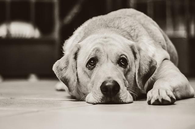 Black and white photo shows Labrador with sad eyes lying down